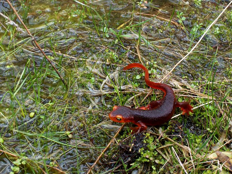 Taricha Torosa Sierrae