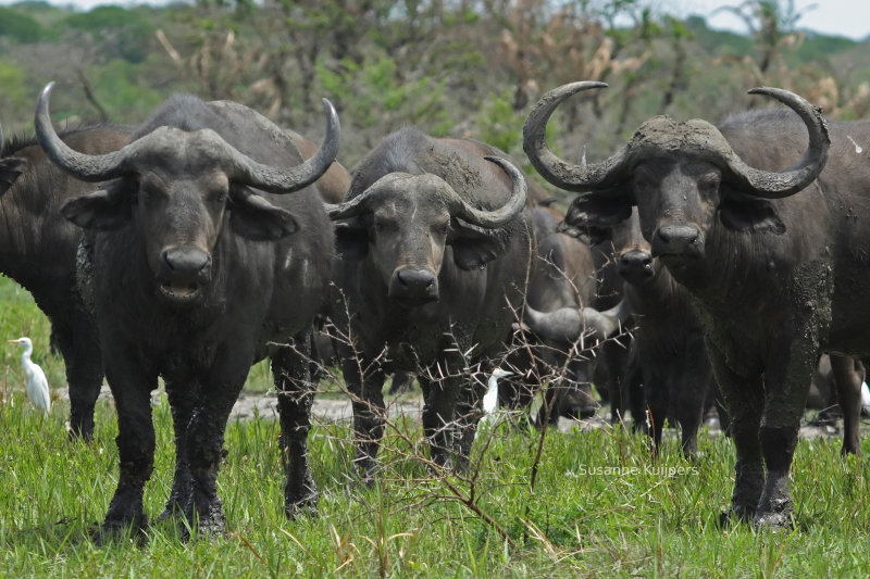 Nature Photography.  African Buffalo at the Tembe Elephant park in South africa.