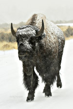 Wildlife Photography.  A Bison in Yellowstone National Park.