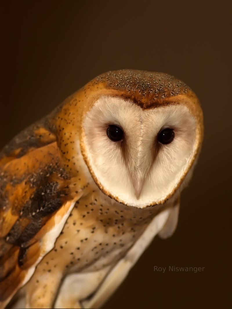 Picture of an Owl at the San Antonio Zoo.