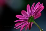 Macro Photography.  Close up photograph of a pink flower.