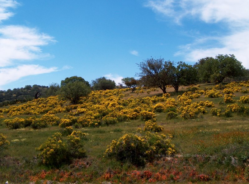 Foliage Photography, yellow shrubs in California.