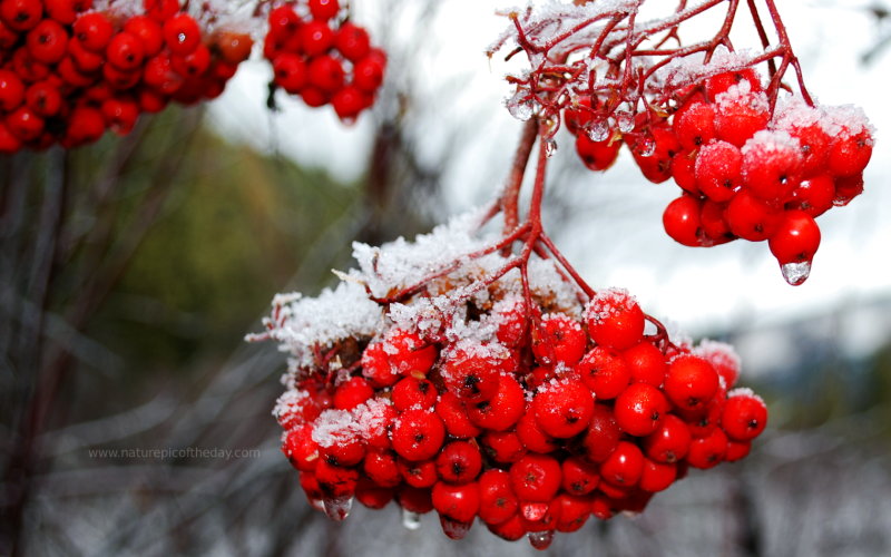 Ice covered holly berry.