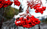 Ice covered holly berry.