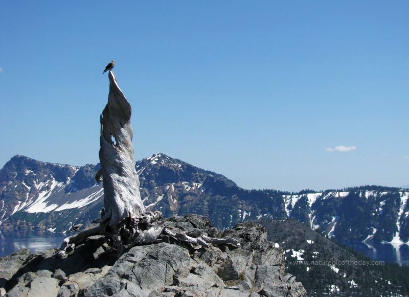 Outdoor Photography.  Picture of a bird in Crater Lake National Park.