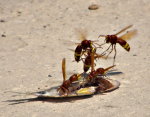 Nature PHotography.  Wasps eating a fish in Paphos Harbor, Cyprus.