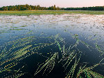 Scenic, nature photograph.  Lake in Canada.