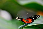 Macro Photography.  Butterfly posing on a leaf.