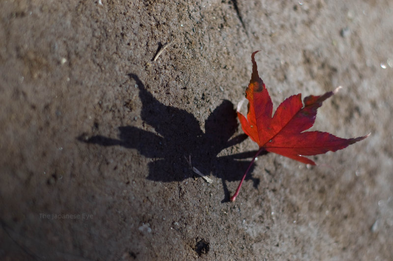 Macro Photography.  Close-up view of a fallen, red leaf.