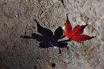 Macro Photography.  Close-up view of a fallen, red leaf.