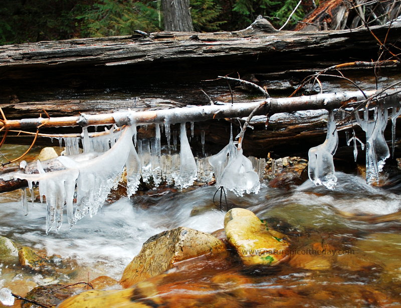 Natural Photography.  Icicles on a fallen log.