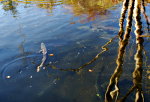 A pool of salmon in a natural creek.