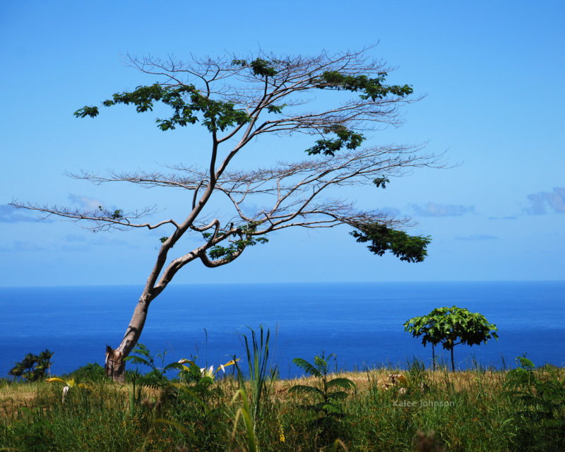 Gorgeous photograph taken in Hawaii.