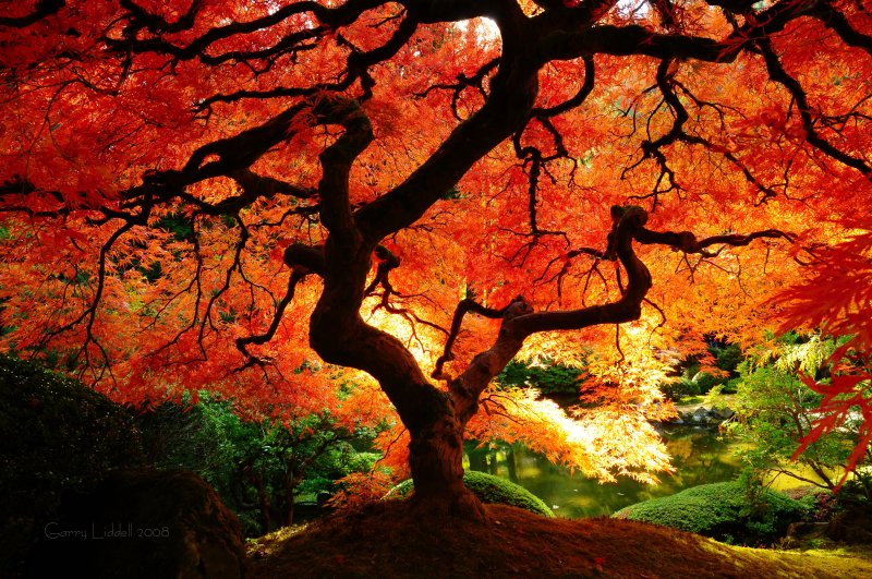 japanese maple dwarf varieties. japanese maple tattoo designs.