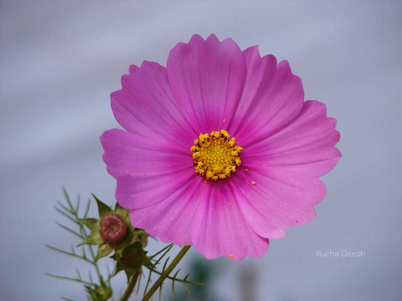 Pretty pink flower.