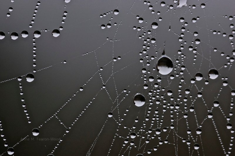 Very cool macro photography.  Close-up of a spider web.