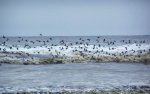 flock of wild birds in Washington state.