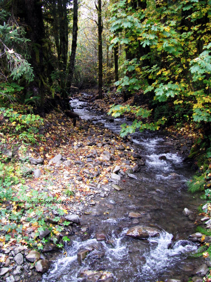 Photographic marvel of a creek roiling in the fall.
