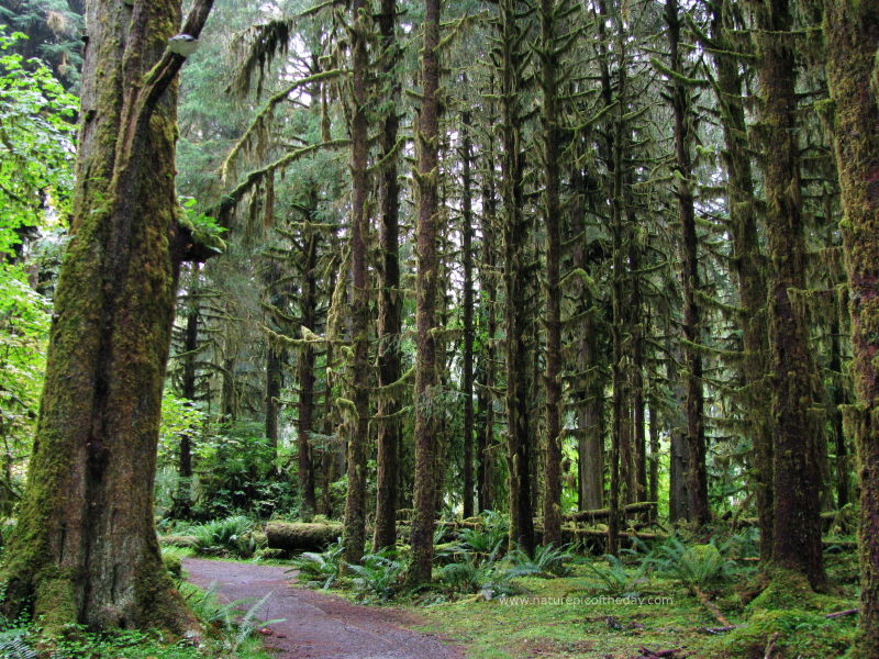 Path Through the Moss