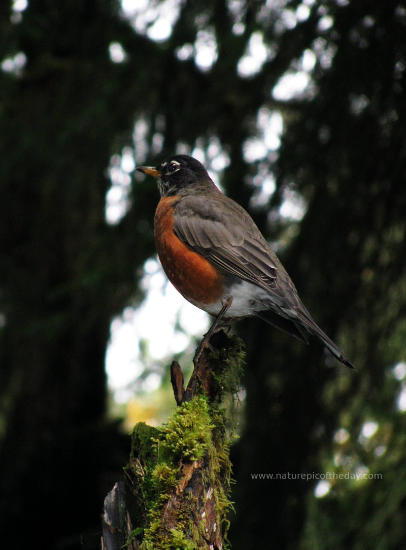 Posing Robin