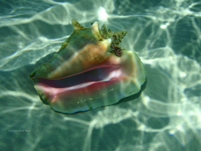 A Happy Conch Shell