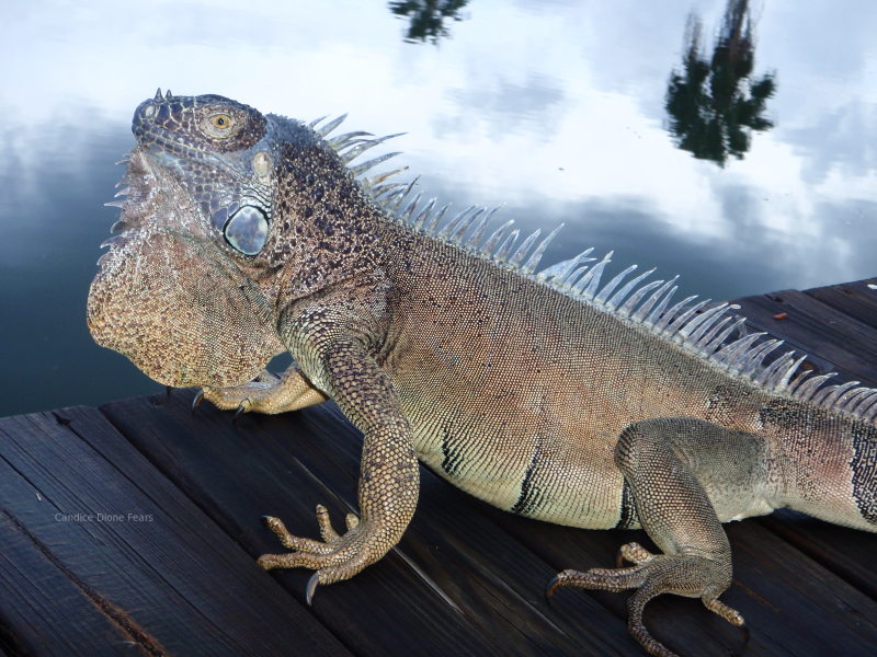 Iguana Elder