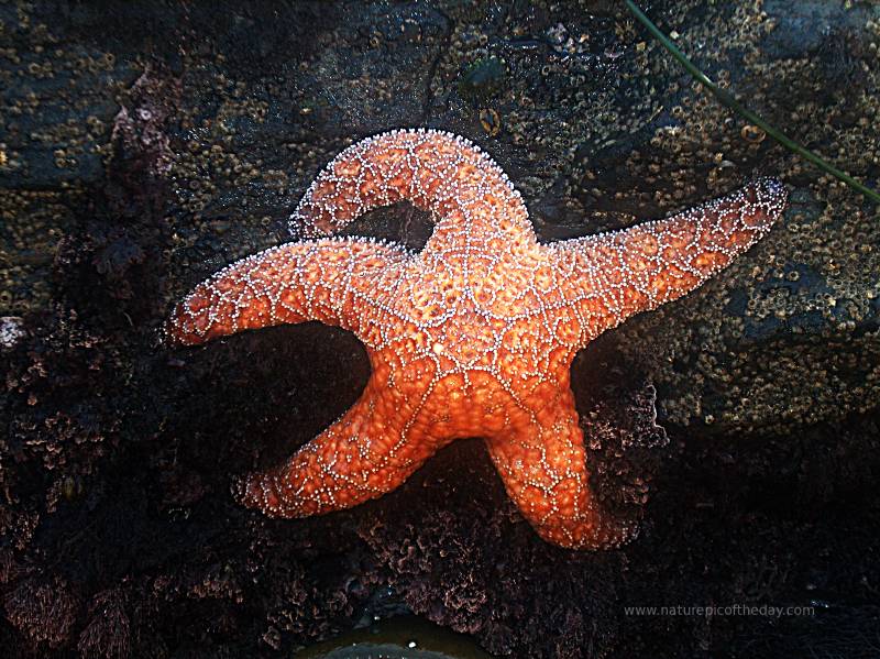 Orange Star