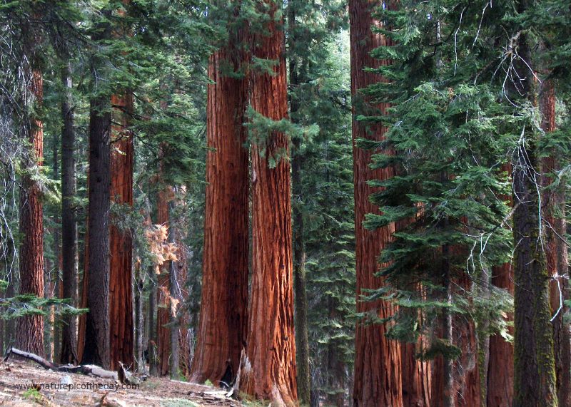 Red Forest