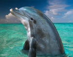 The secret about dolphins.  Dolphins in the Bahamas.  