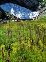 Wildflowers, seeds, herbs.