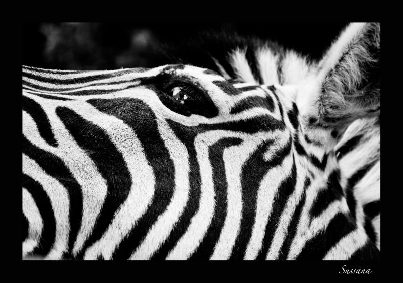 Zebra