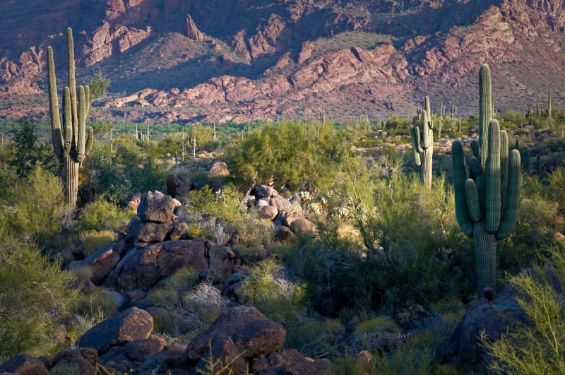 Cactus fruit.  Cactus juice.  Tequila.