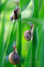 Snails!  Ground feeders.  Boats.  Sailboat.  Motorboat.