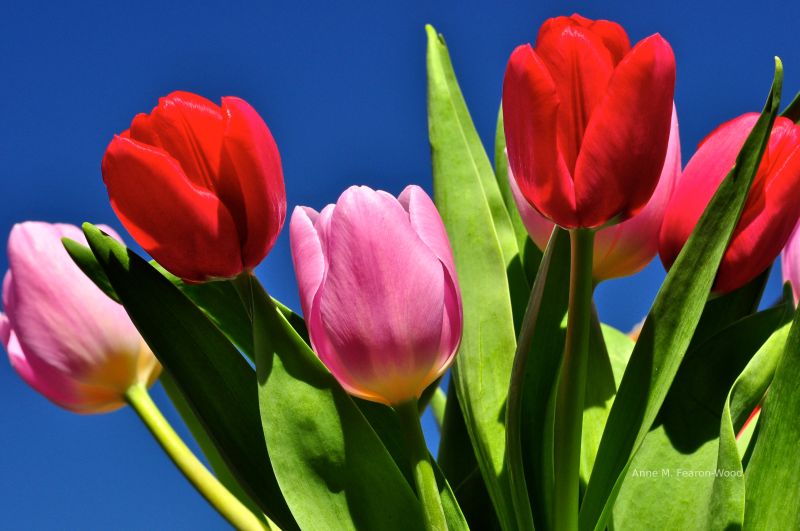 Do you spring cleaning!  Plant your spring flowers.