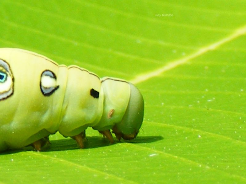 caterpillars, lady bugs, natural pesticides, herbicides, camouflage 