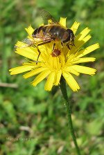 honey bee!  Natural, organic honey.  