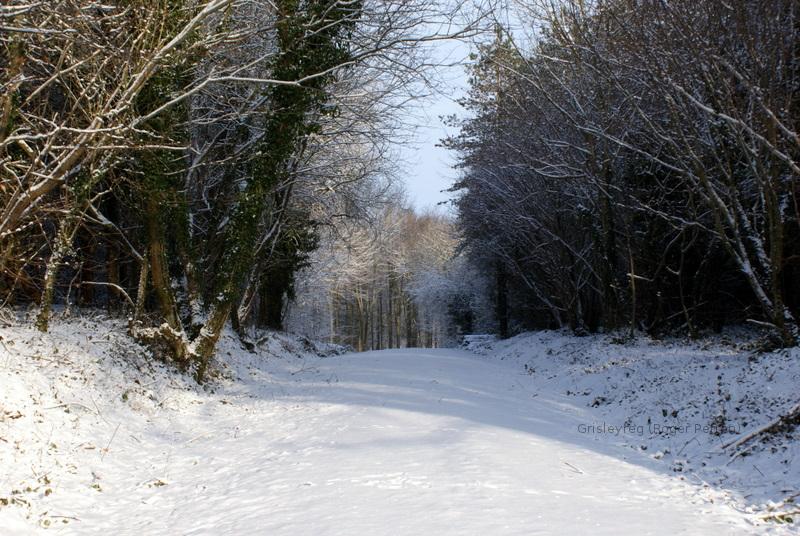 Footprints, foxy, fox, tracking, foxy pictures