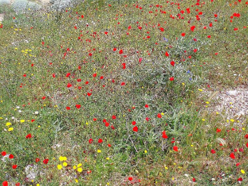 red and yellow flowers, order flowers, buy flowers.  Nature picture.