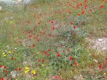 red and yellow flowers, order flowers, buy flowers.  Nature picture.