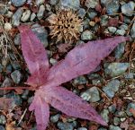 Sweetgum, chewing gum, bubble gum.  Nature picture.