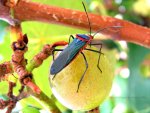 Entomology.  Collect Brazilian bugs!  Travel to Brazil.  Brazil vacation.