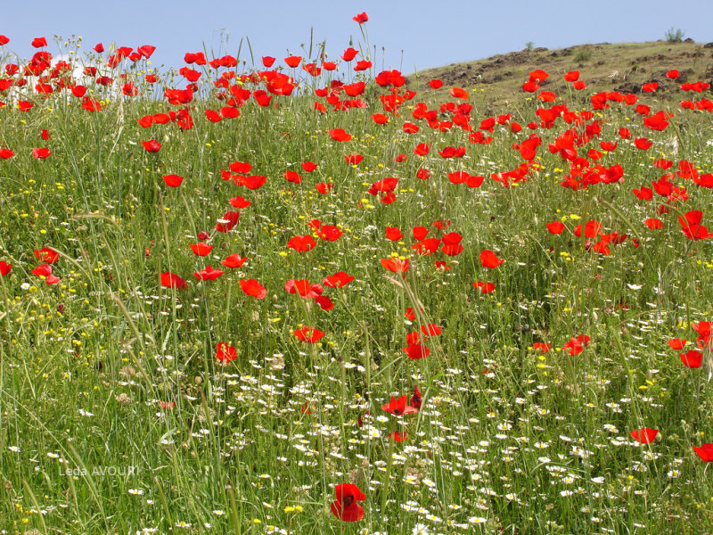 Wildflower seeds.  Grow your own wildflowers.  Flower Gardens.