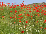 Wildflower seeds.  Grow your own wildflowers.  Flower Gardens.