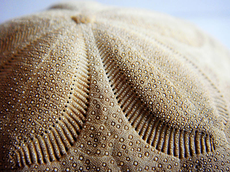 Macro photography.  Close-up of a sand dollar.