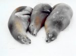 Sea lions on the Galapagos Islands, Ecuador.