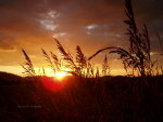 Solar panels, solar power.  Harvest the power of the sun!