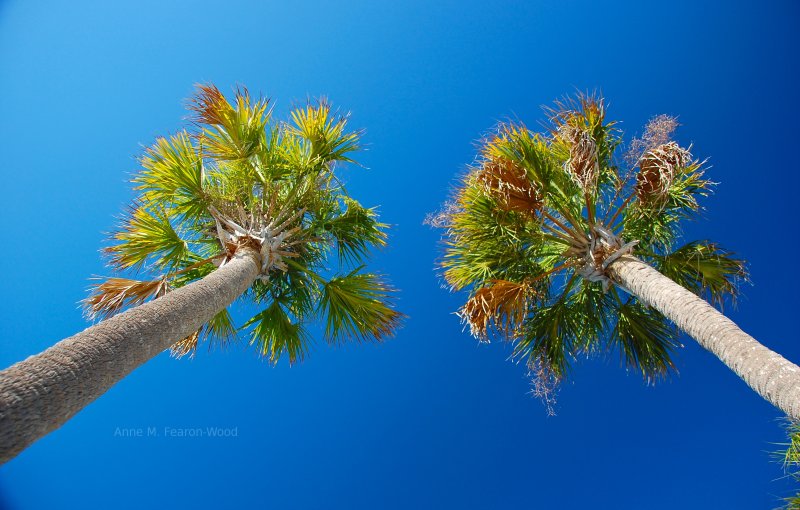 Pretty palm trees! Nikon DSLR camera.