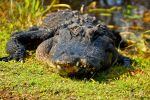 Alligator!  Everglades national park.