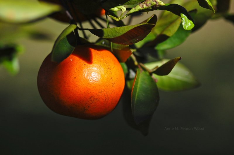 Honeybell oranges in Sebring, Floriday.