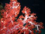 Underwater photography. Prickly alcyonarian coral.